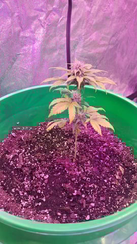 b1. — vegetative, day 49