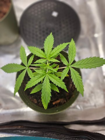 3 bears auto flower  — seedling_rooting, day 16