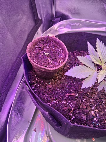 Godfather OG — seedling_rooting, day 1