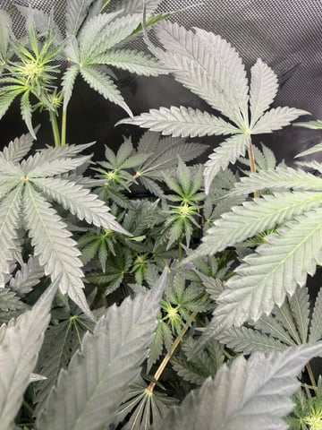 Random Seed — flower, day 48