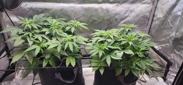 FastBuds Trainwreck Auto — flower, day 39