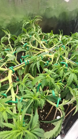 Bubblegum — vegetative, day 61