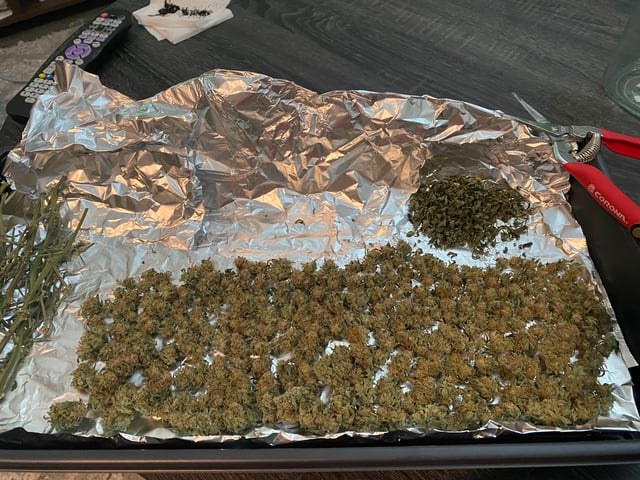 Amnesia Haze (First Ever Grow)