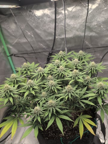 Girl Scout Cookies — flower, day 128