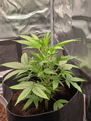 black gorilla feminized  — vegetative, day 6