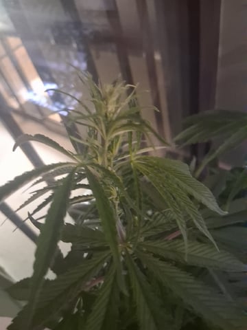 Panama Red Regular Jamaican Landraces