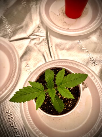 My First Home Grow  — seedling_rooting, day 18