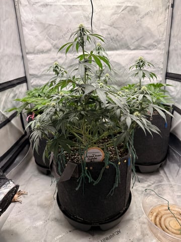 BloodMoon Gelato — flower, day 78