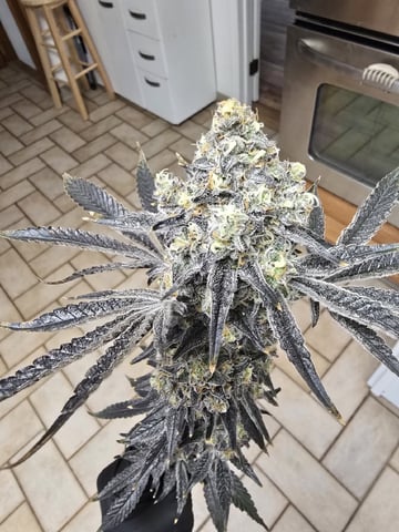 Grow 5.o — harvest, day 103