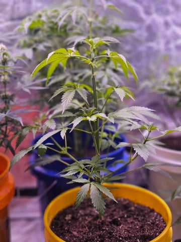 gary poppins — flower, day 66