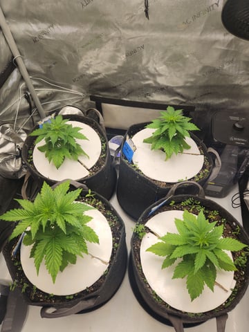 Rings of Saturn & Ghostboosters - Apollo Haze Artisanal Line — vegetative, day 27