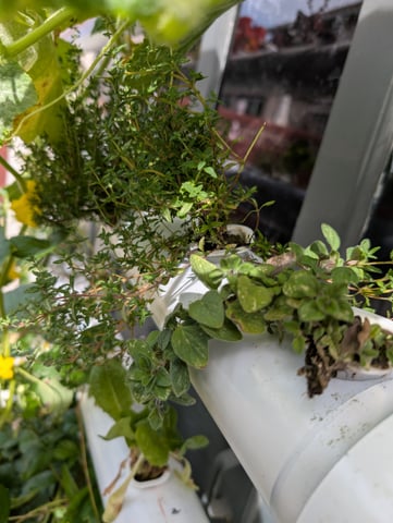 outdoor hydro ladder — vegetative, day 131