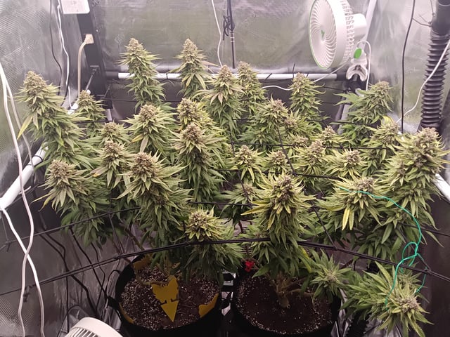 Starfighter/Ohio Guptilla Hybrid — flower, day 47