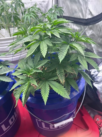 Grow#2 — vegetative, day 25