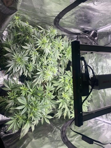 Auto Run #1 2025-2026 — vegetative, day 51