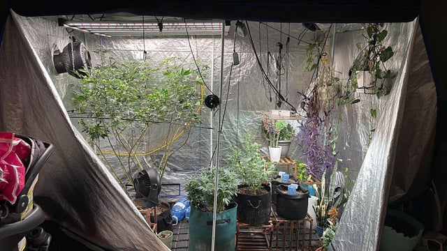 back to my roots.  — flower, day 11