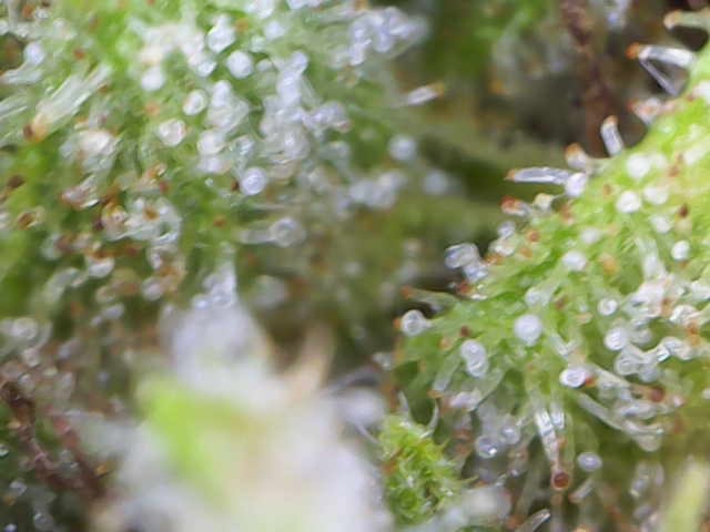 Bruce Banner — flower, day 26