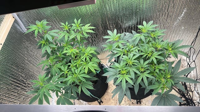 trying some bag seeds — flower, day 28