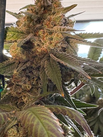 Black Hulk 3 gallon bag  — flower, day 56