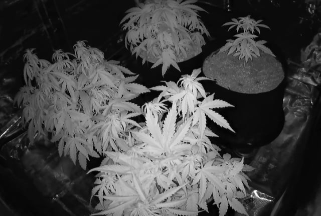 first grow - autoflower