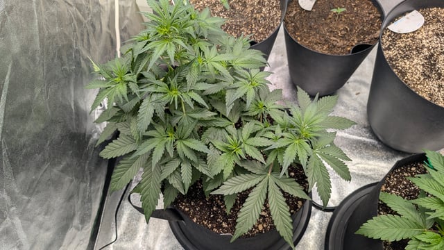 Mixed Grow — grow_setup, day 30