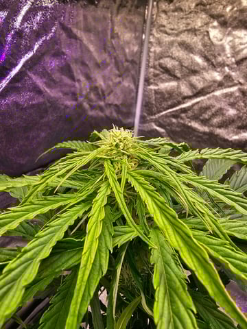Cheshablue  — flower, day 16