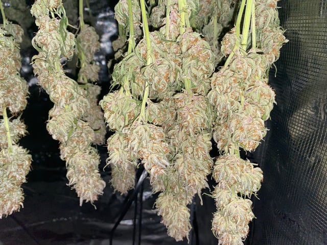 Auto Run #1 2025-2026 — harvest, day 103