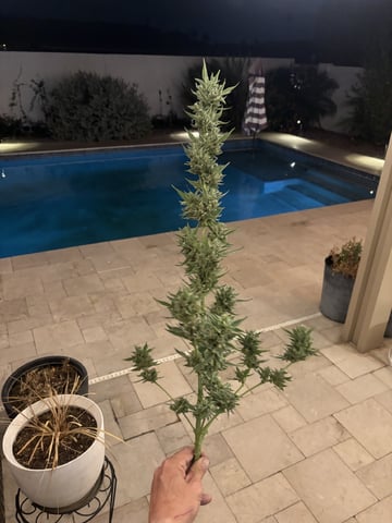 new seeds grow #2 — harvest, day 83