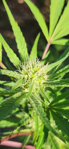 1st grow Dr. Nefario — flower, day 113