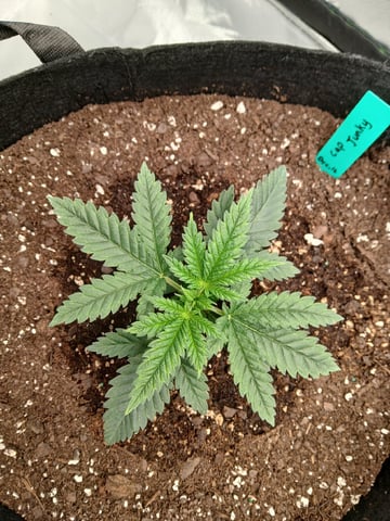 fruity pebbles, cap junky — vegetative, day 29