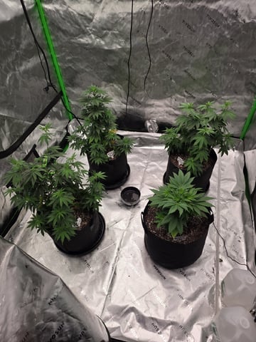 Summer 2026 Grow