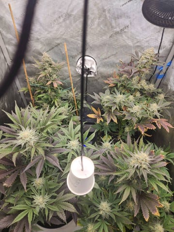 Rings of Saturn & Ghostboosters - Apollo Haze Artisanal Line — flower, day 69