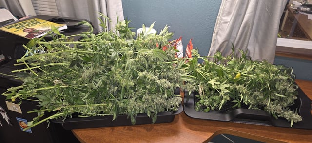 Ace Killer OG — harvest, day 89