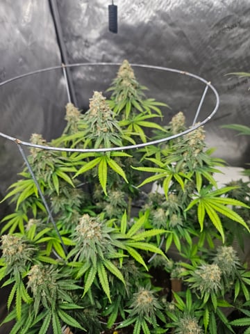BLACKCHERRY SHERB — flower, day 76