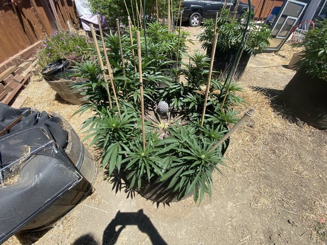 Solfire Gardens Grow — flower, day 109