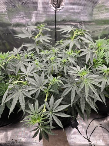  1 Blue Zushi x Venom & 1 Jack Here x Strawberry Cookies OG — flower, day 49