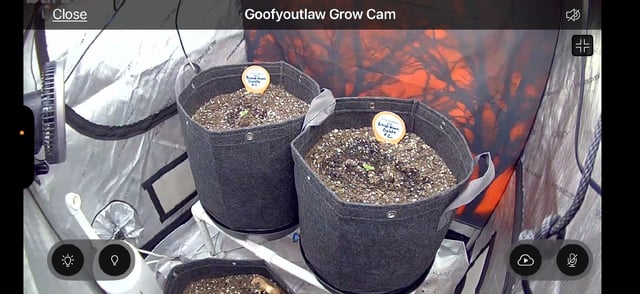 BloodMoon Gelato — seedling_rooting, day 9