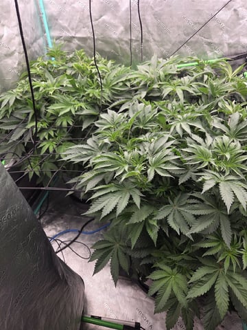 Relentless Genetics Trop Cherry S1 — vegetative, day 29