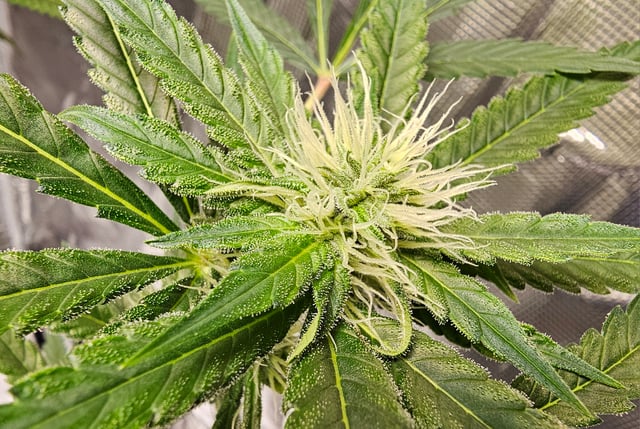 Princess Piper — flower, day 1