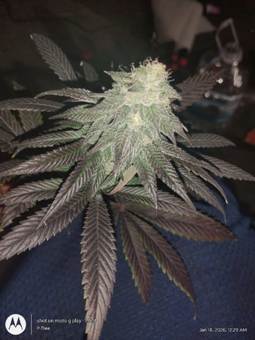 THE KRUX Multipack ETHOS — done, day 60