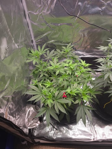 Dirty Bird - Thousand Island Fem & Platinum Kush Breath Remix x Grape Cakehead Fem Photo  — flower, day 57