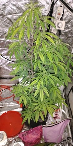 two clones and sour diesel  — flower, day 14
