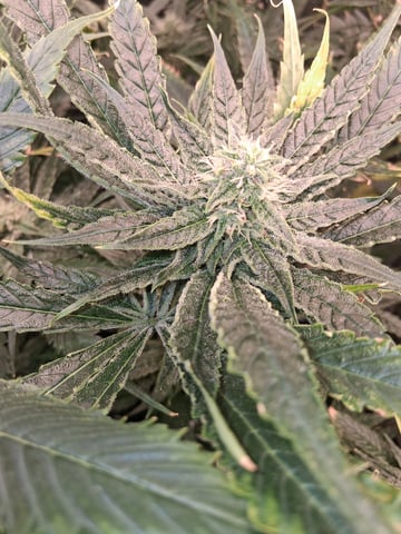 Blueberry OG Kush — flower, day 19