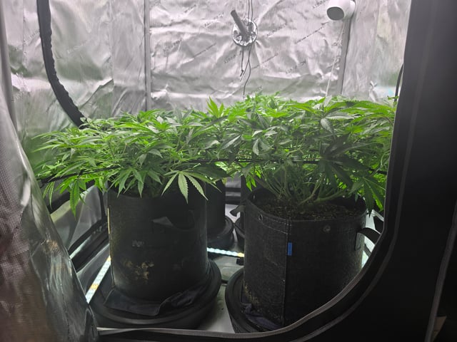 Purple Haze  — vegetative, day 45