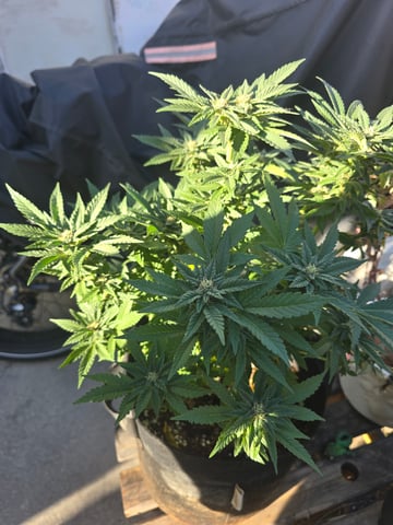 Durbin Poison — grow_setup, day 110