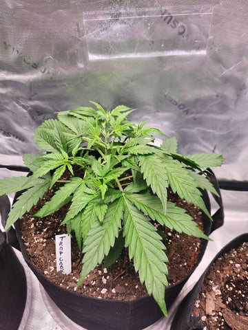 Winter Garden — vegetative, day 20