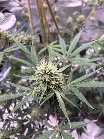 ripleys og — flower, day 70