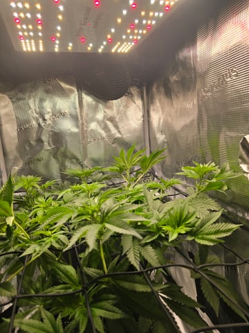 Northern lights #10 (Alaska) — flower, day 42