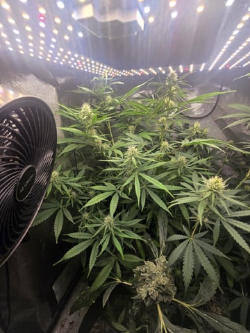 Indoor — flower, day 73
