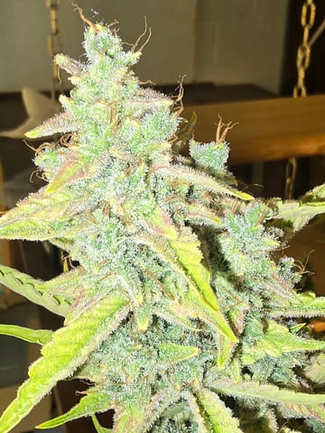 First Autoflower Indoor — flower, day 37